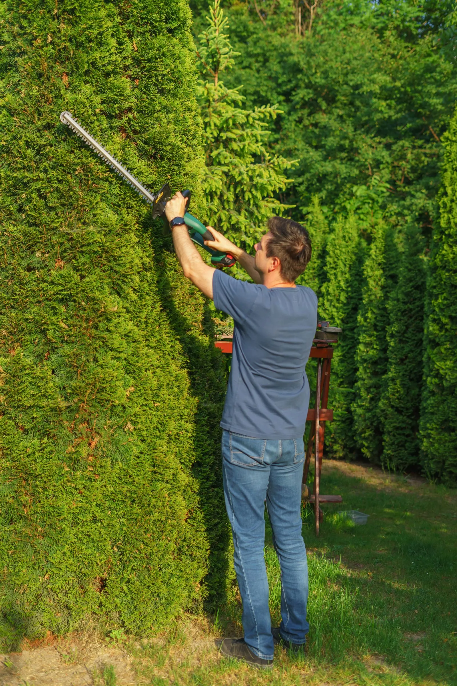 A man shaping a tall hedge with an electric trimmer in a green garden