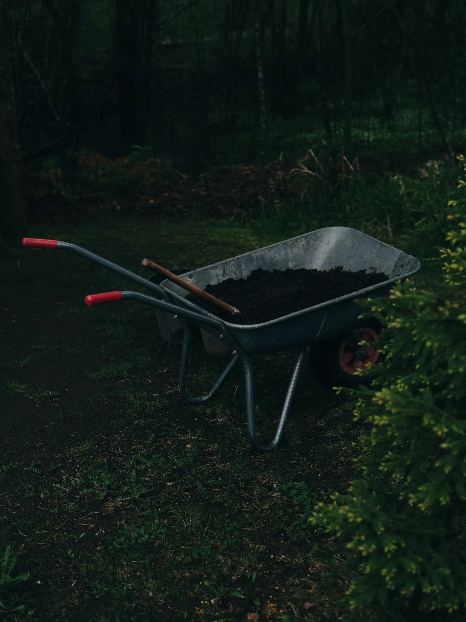 A wheelbarrow of fresh soil beside a garden bed being refreshed